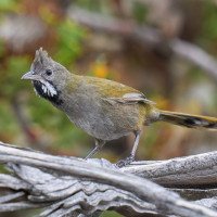 Western Whipbird